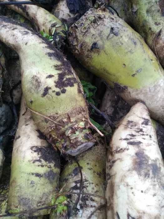 Sprzedam buraki pastewne białe – tegoroczne, bardzo dobrej jakości