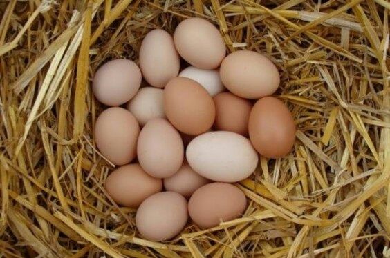 Swojskie jajka 1.10zł/szt .kury z wolnego wybiegu