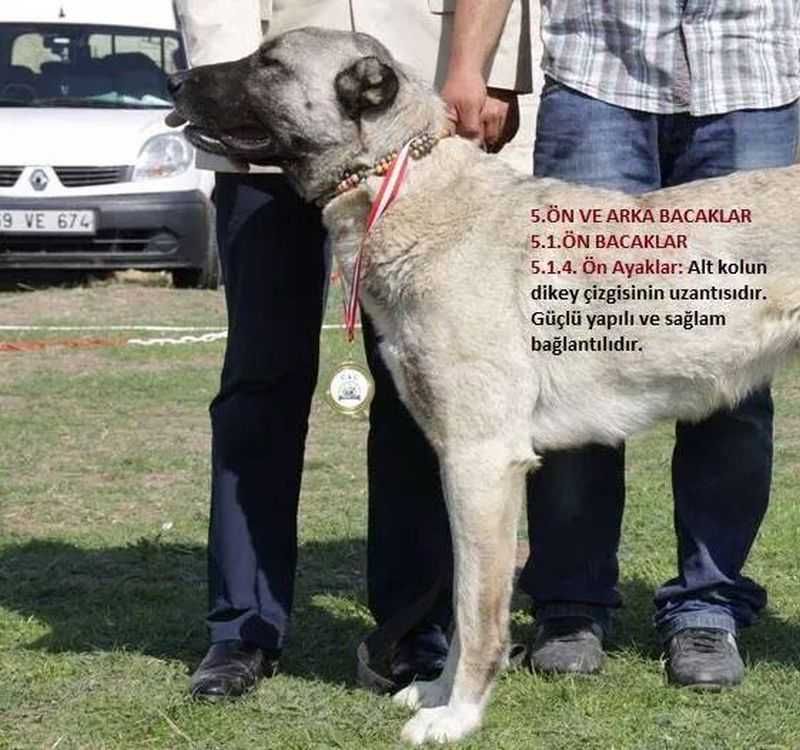 Kangal Turecki Pies Pasterski import Turcja