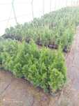 Tuja Brabant w doniczkach 40 do 70 cm