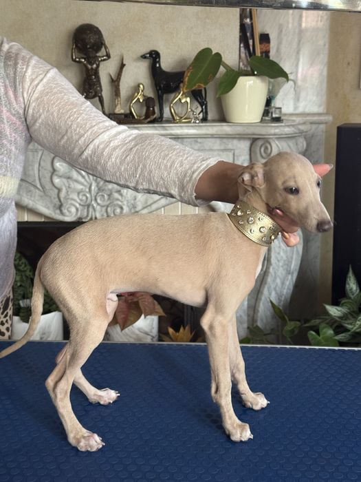 Charcik Włoski piesek