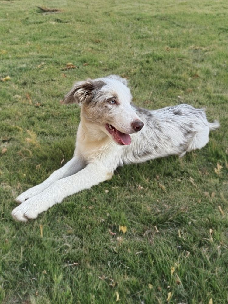 „Ares” Border Collie o umaszczeniu LILAC-MERLE FCI