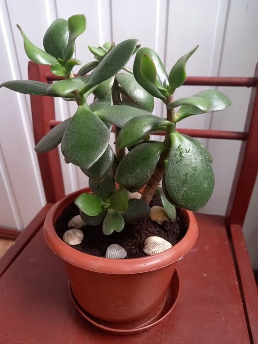 ХЛОРОФИТУМ .Денежное дерево," тещин язык"