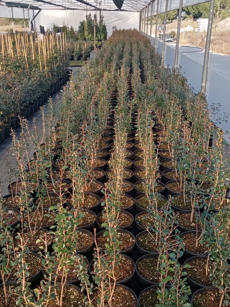 Eugenias Myrtifolia