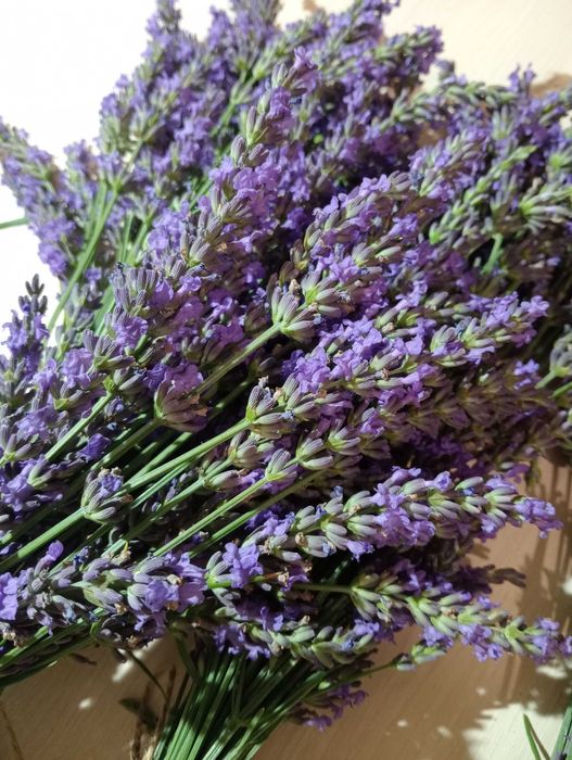 Букети з лаванди