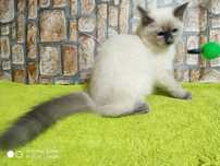Piękna koteczka rasy  Ragdoll