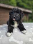 Border Collie mix