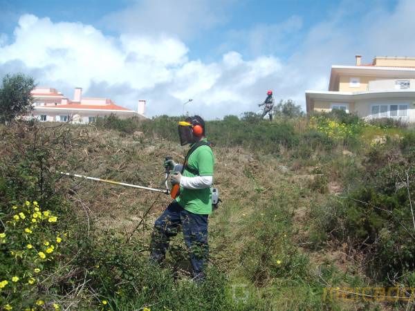 Desmatação e limpeza de floresta, matas, terrenos e árvores