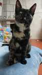Gatinha para adopção