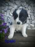 Border collie piesek czarno biały przebadani rodzice