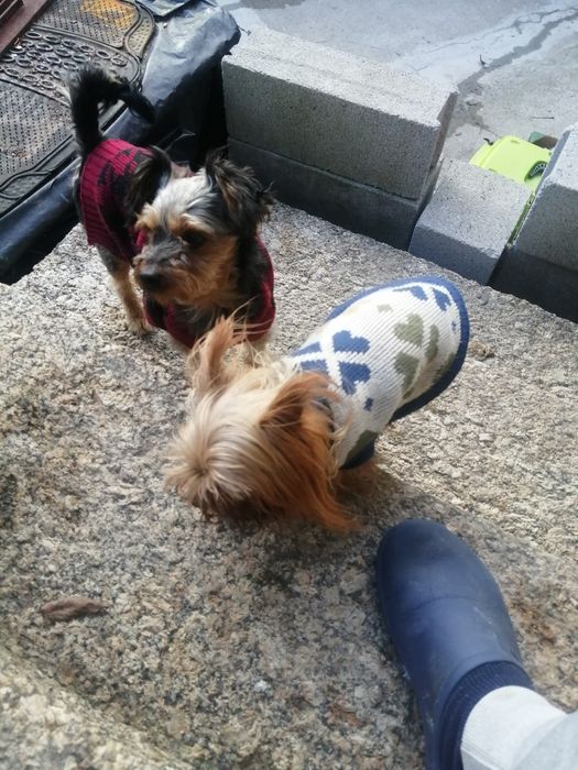 CÃO de raça yorhire terrier com 6 meses..