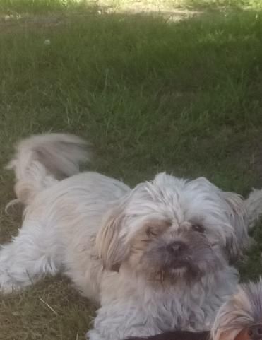 Sprzedam suczkę shihtzu.