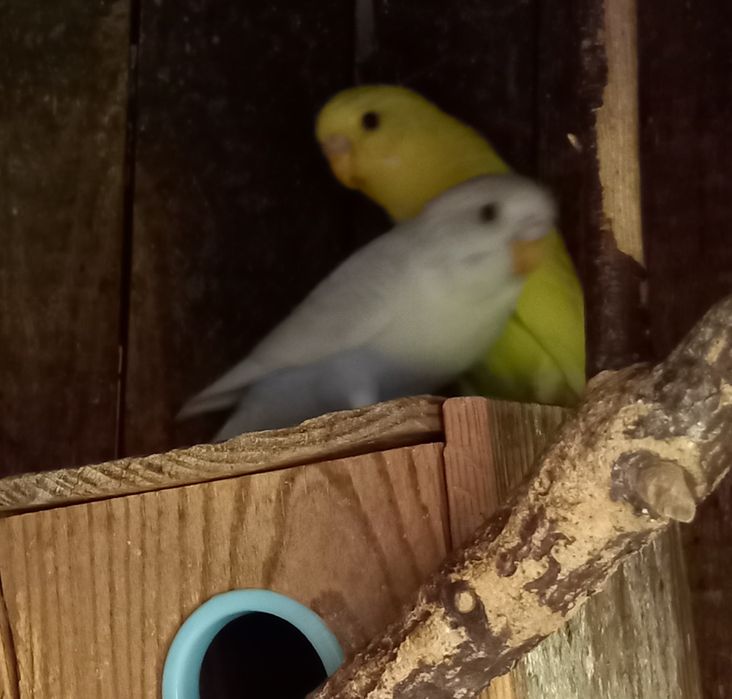 Periquito amarelo ou azul