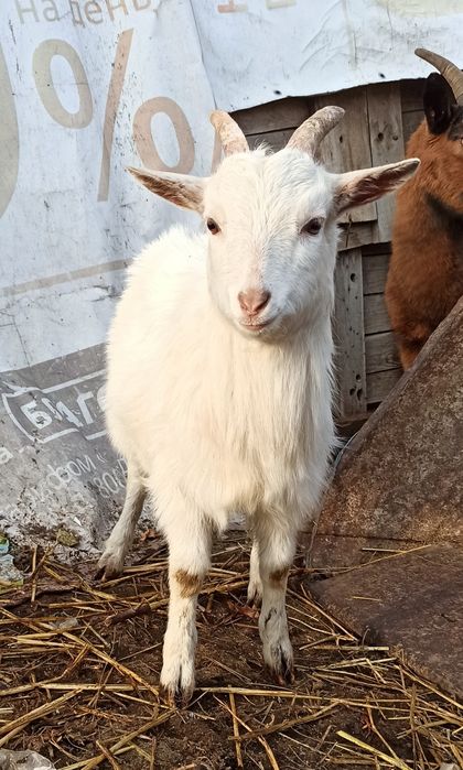 Цапик 50% карлик