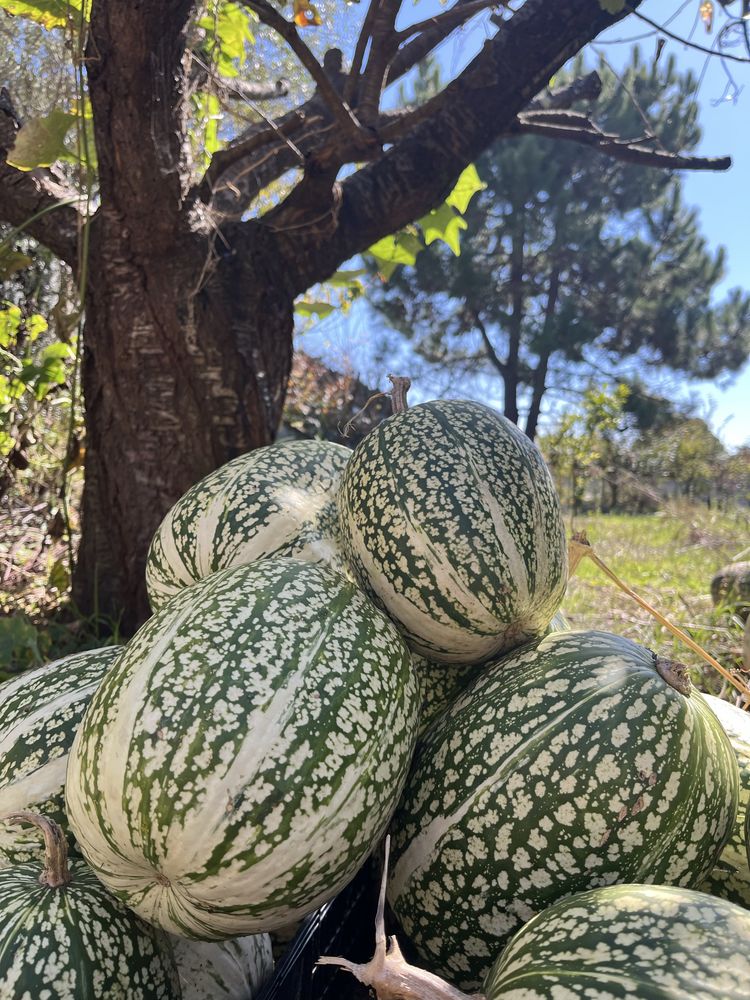 Chilas orgânicas sem pesticidas nem adubos