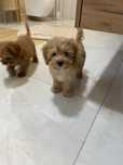 Cavapoo - piesek ;)