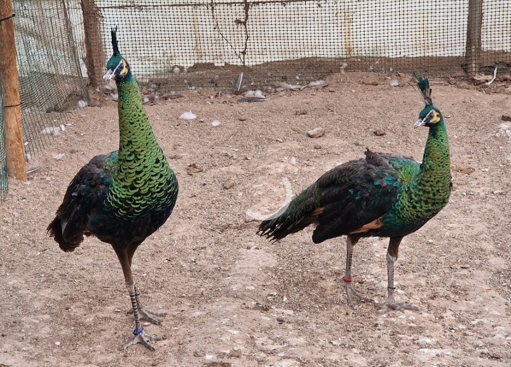 Pavões java muticos imperador