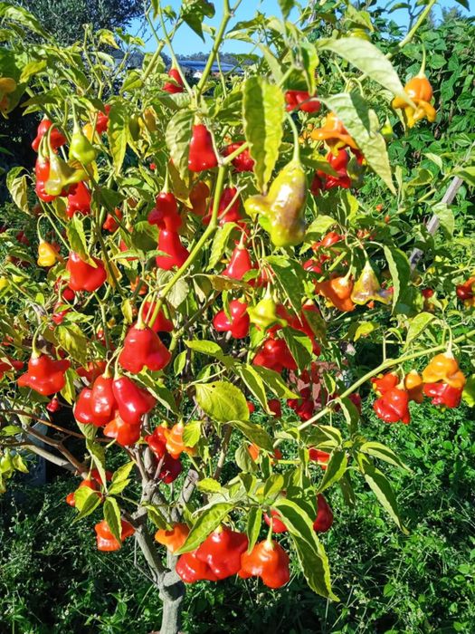 Vendo malaguetas muito picantes em forma de sinos