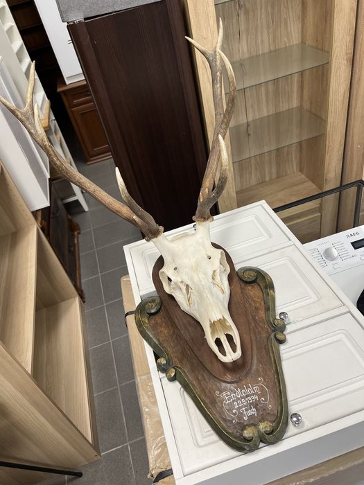 Poroże - możliwy transport