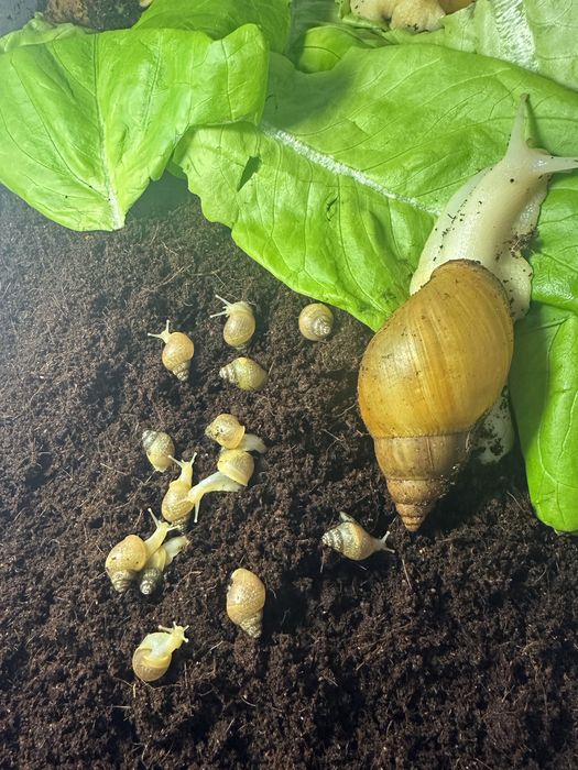 Ślimaki afrykanskie Achatina