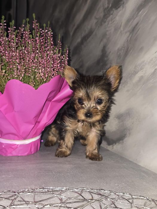 Yorkshire terrier pies