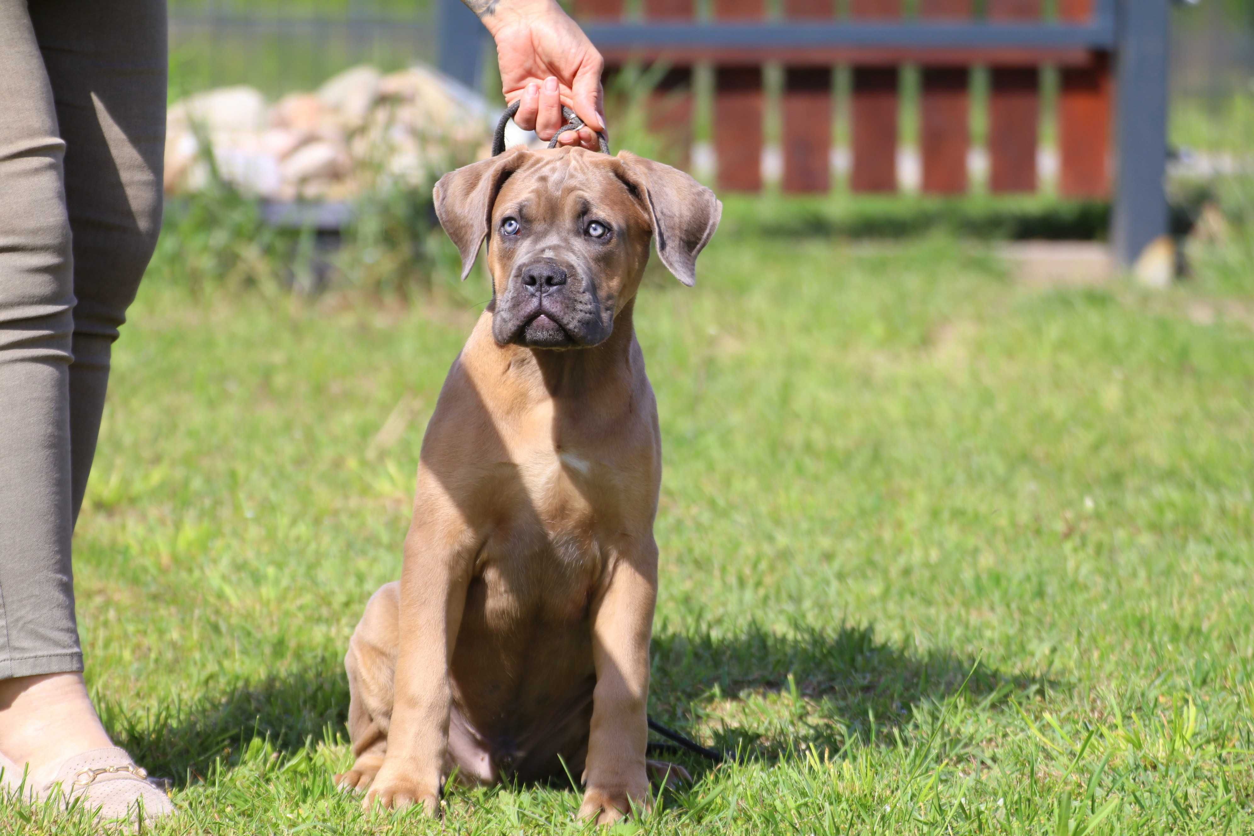 Płowy samiec szczenię Cane Corso Italiano