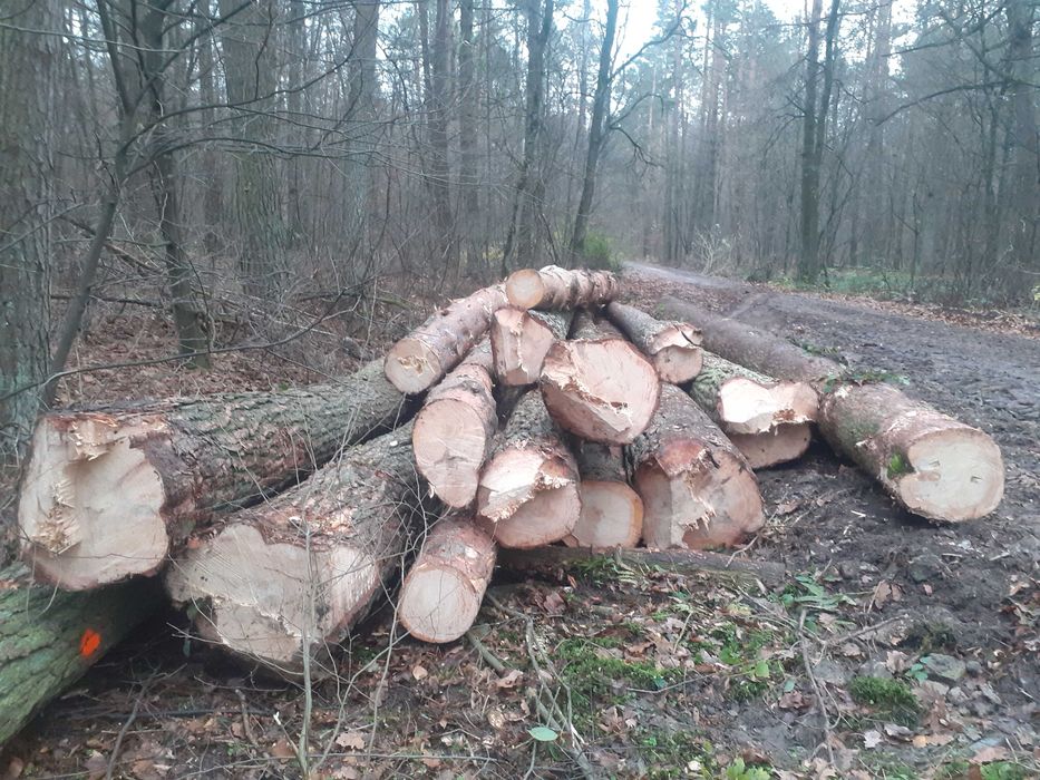 Sosna tartaczna dłużyca