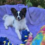 Śliczna suczka, ZKwP FCI,  papillon,  spaniel kontynentalny,