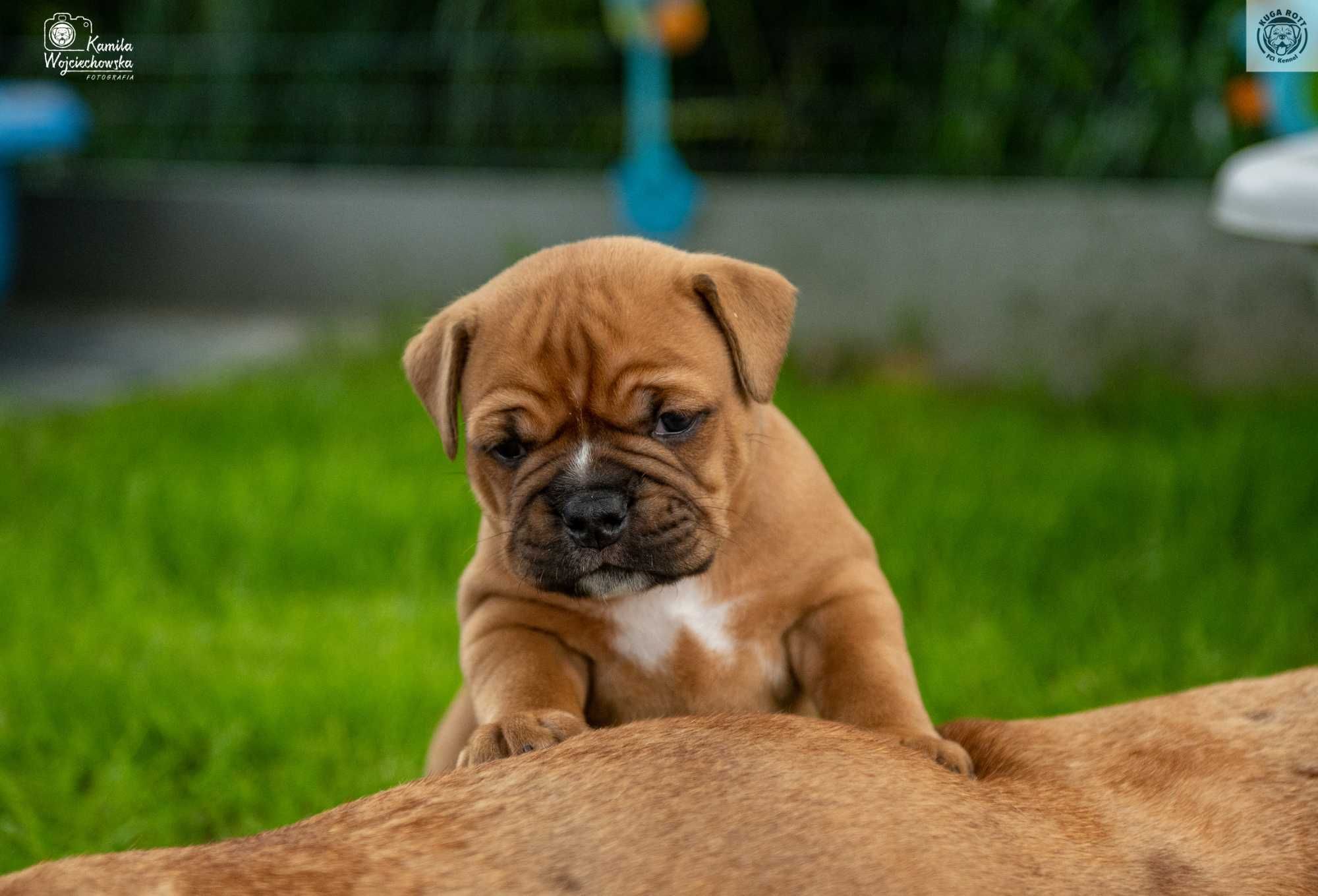 Continental Bulldog - piesek ZKwP/FCI