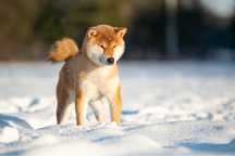 Shiba Inu  reproduktor Import Korea