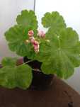 Pelargonie odmianowe