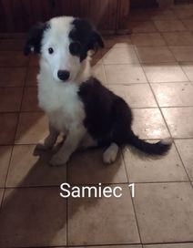 Border collie samiec