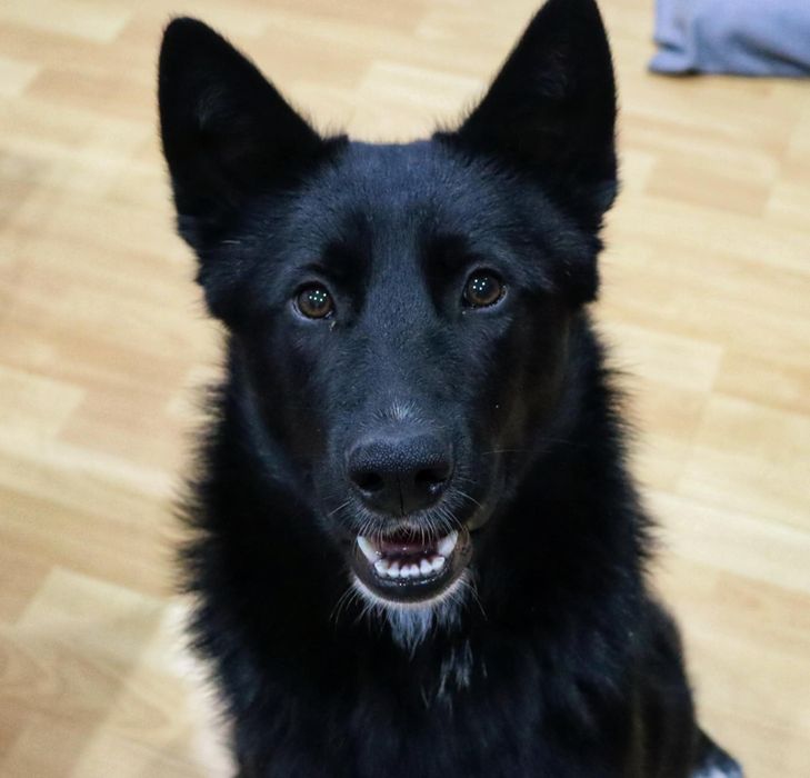 Młodziutki Asterix do adopcji