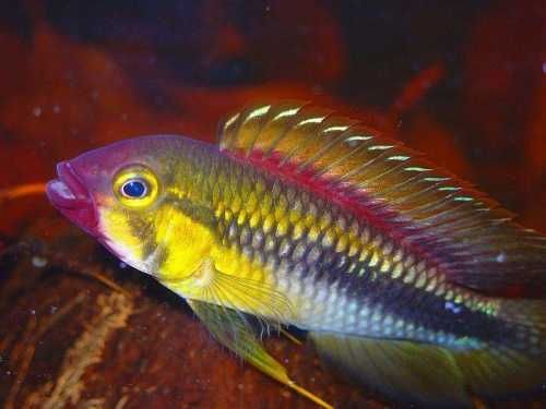 Apistogramma sp. Abacaxis