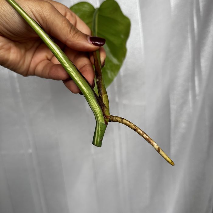 Monster albo variegata top