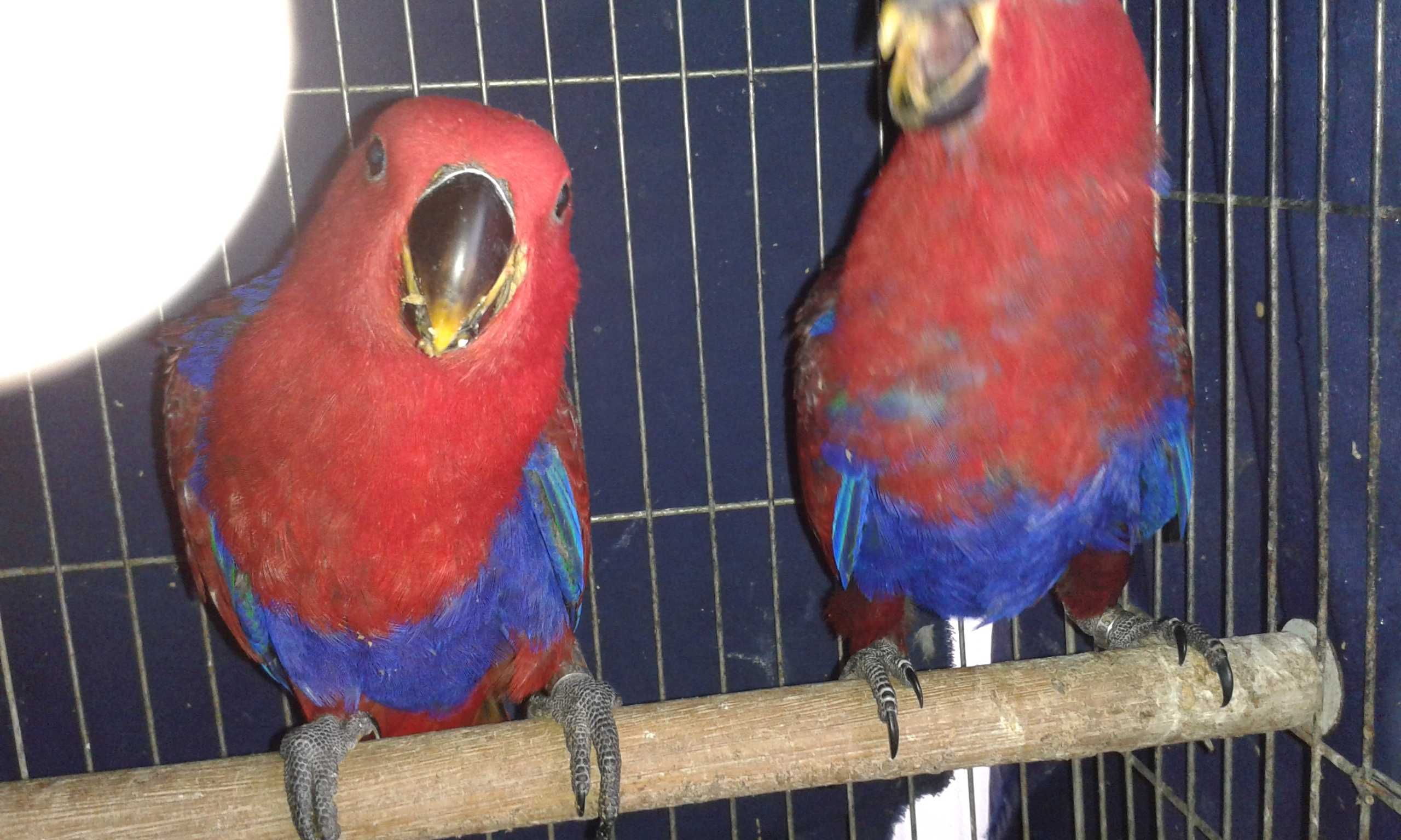 Papagaios Ecletus Roratus casal