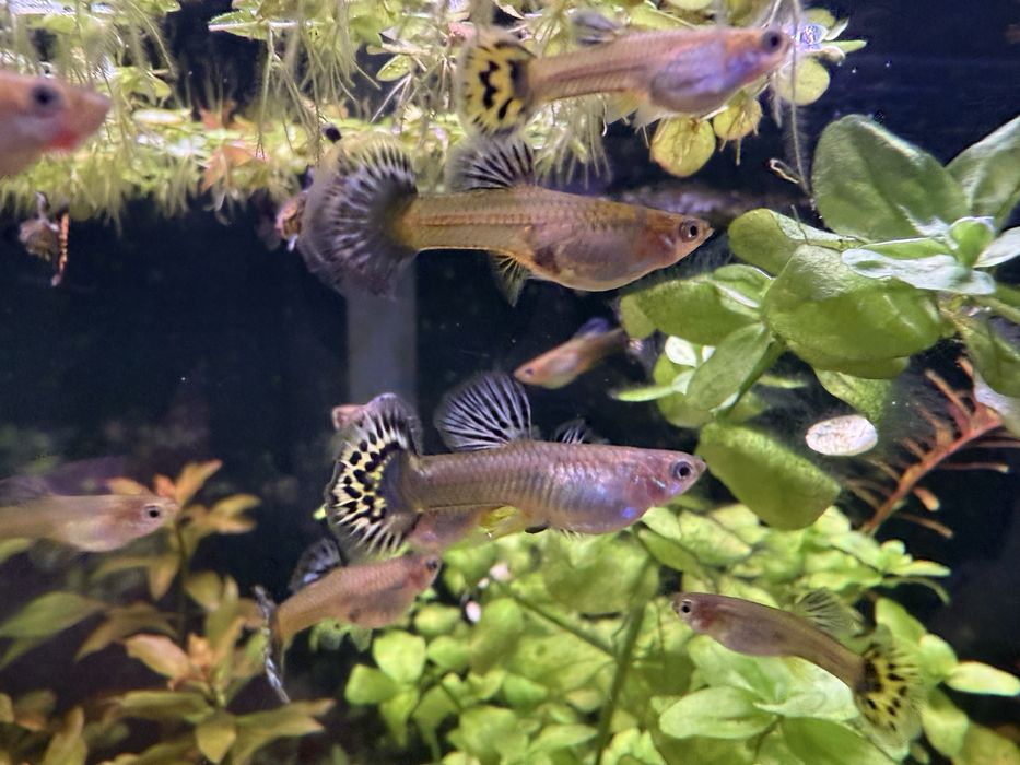 Gupik gupiki Galaxy Red Blue Tiger Dumbo pakiet 10 sztuk samców
