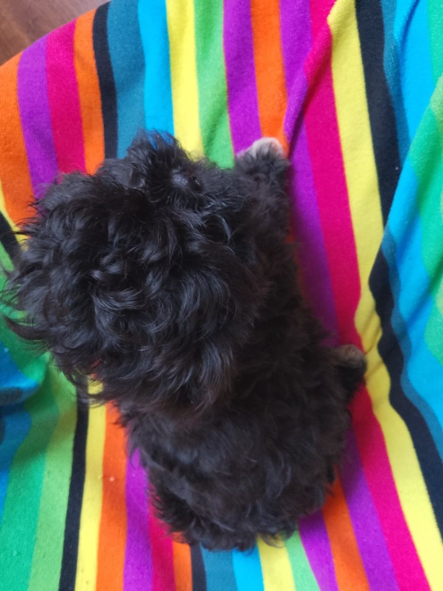 Piesek Shihpoo Shihtzu Pudel Toy
