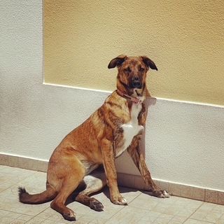 Dou cadela muito meiga