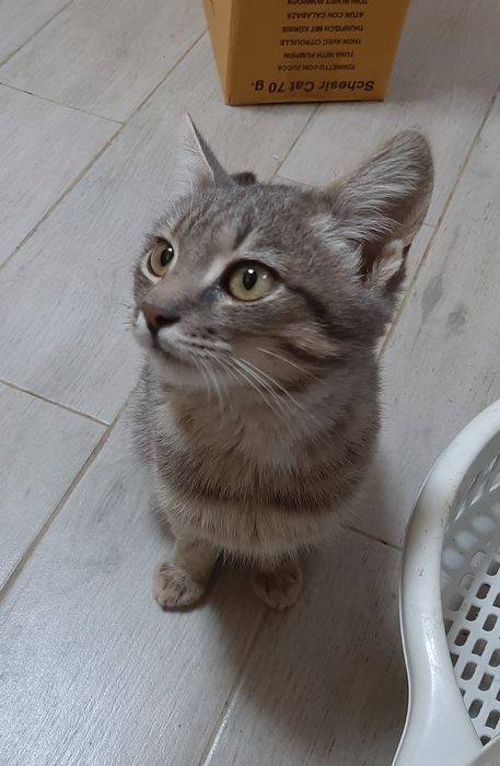 Кошенятко в добрі руки!