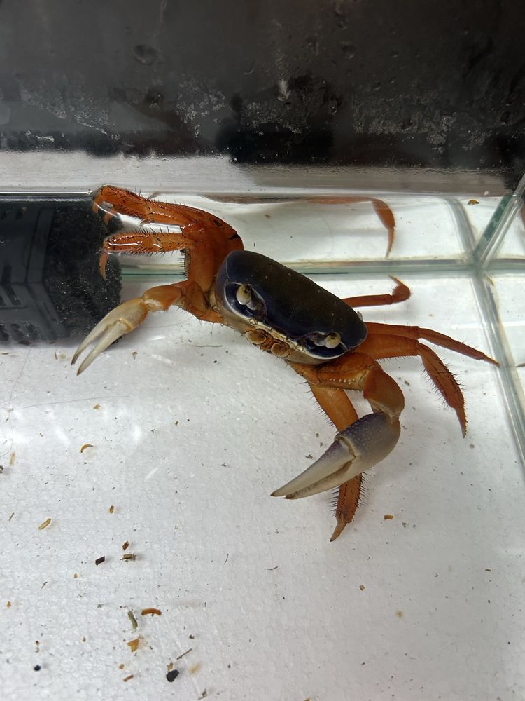 Krab Tęczowy etc,