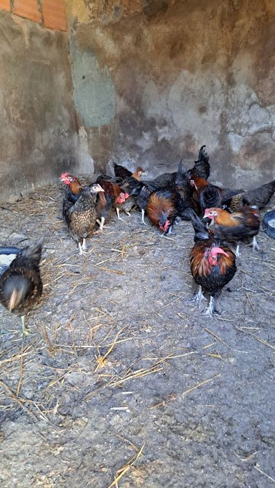 19 granizos para criação