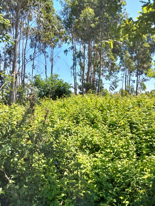 Jardinagem, limpeza de terrenos e serralharia