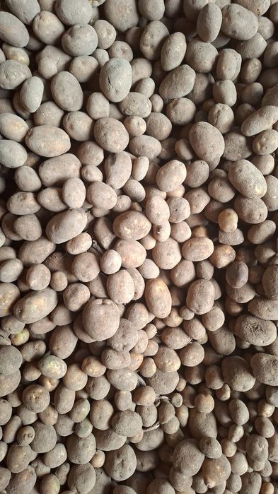 Ziemniaki jadalne Vineta