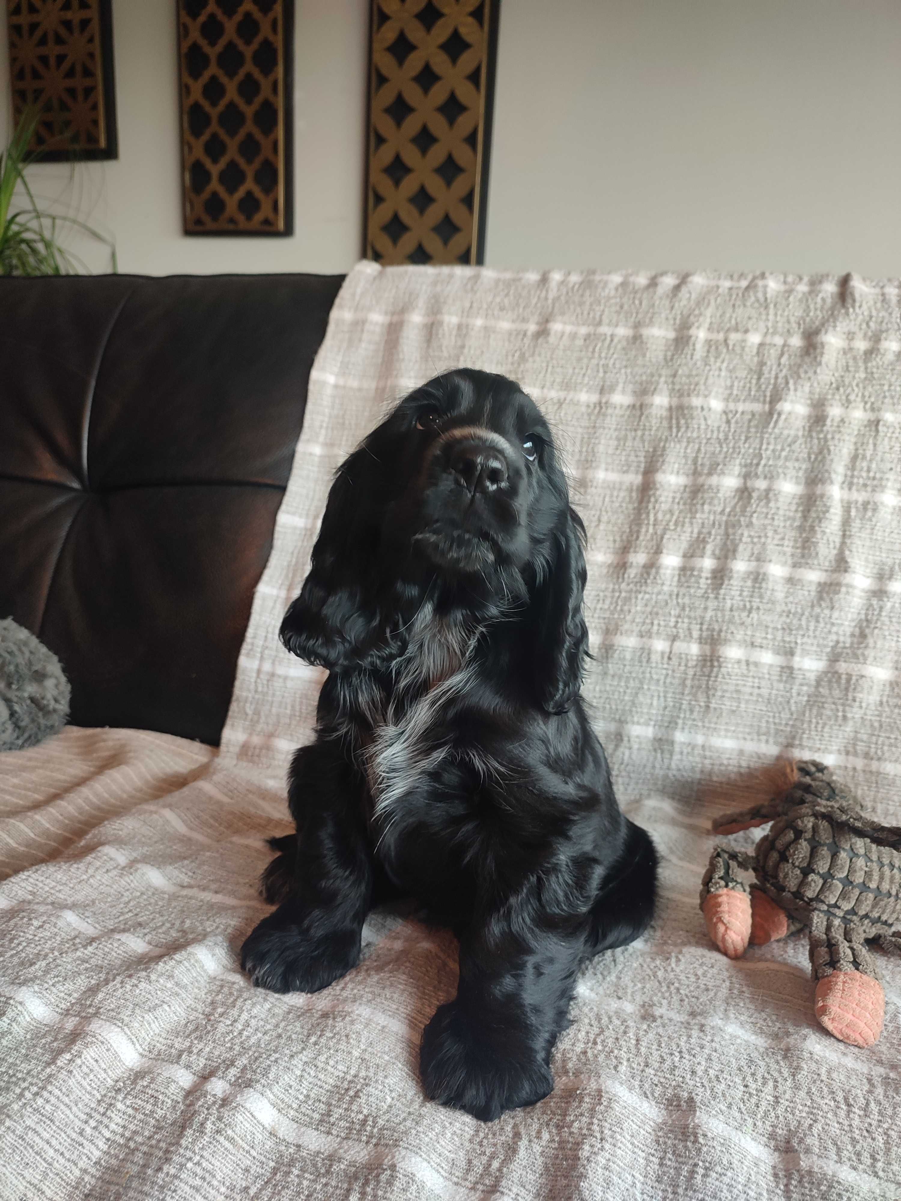 Cocker spaniel preto macho