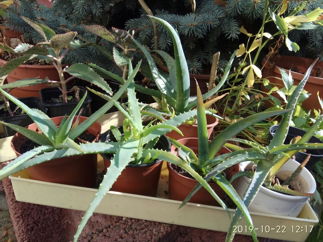 Aloes i żyworódka