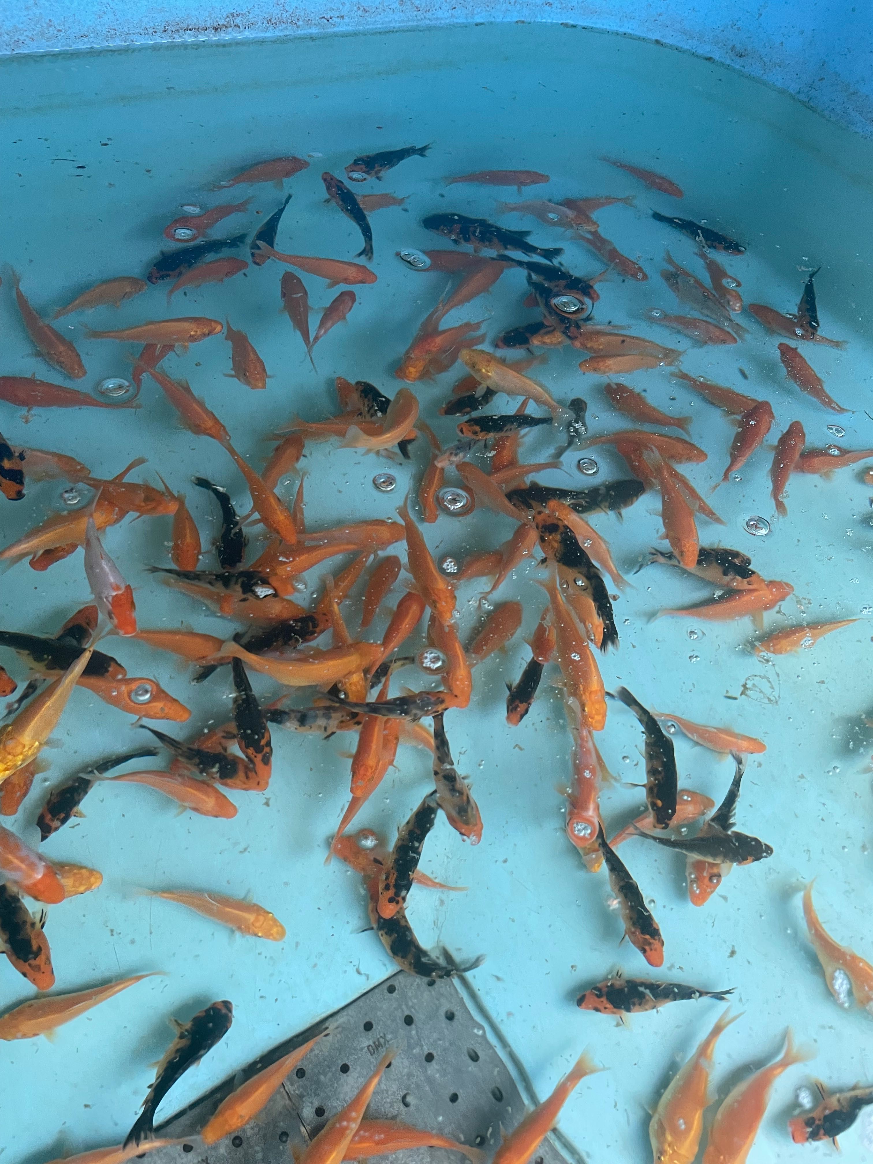 Karp koi narybek ok 8cm