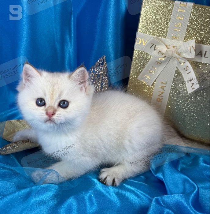 Золота шиншила поинт