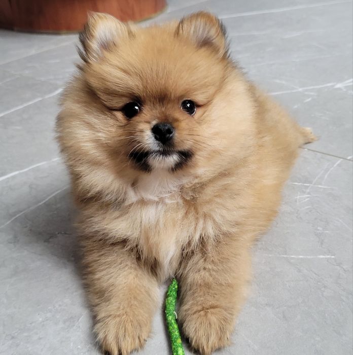 Szpic miniaturowy - GOTOWE DO ODBIORU