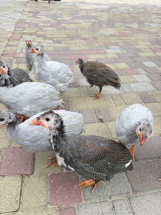 Продам молодих цесарок